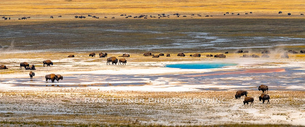 Bison Gathering in Yellowstone's Lower Geyser Basin