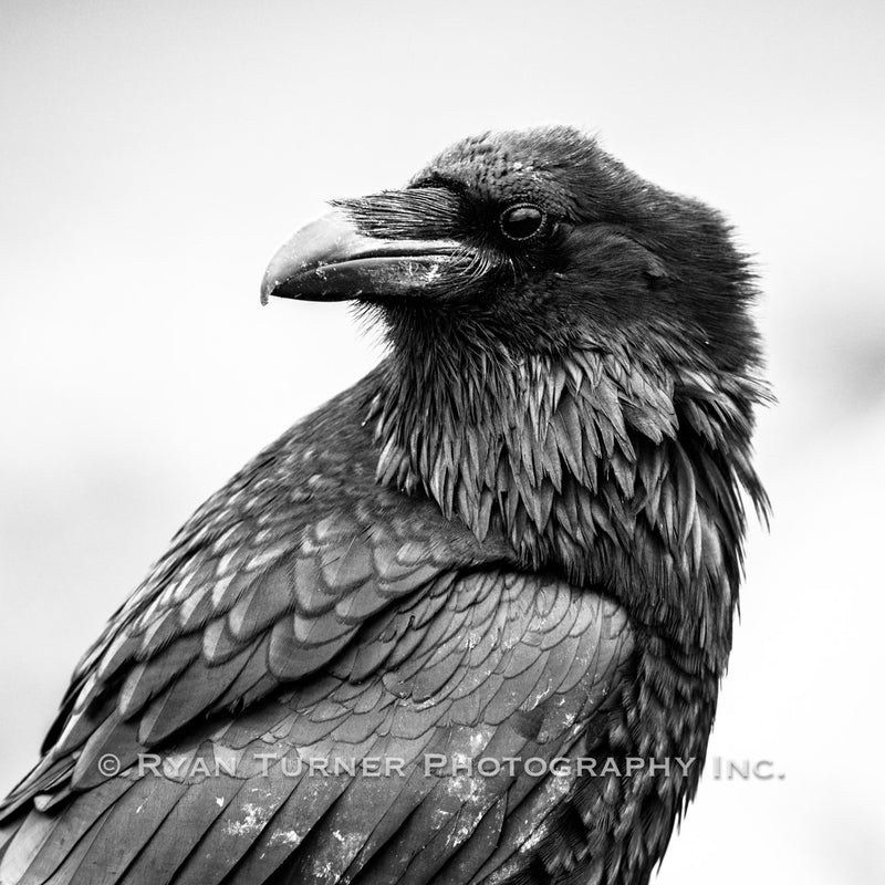 Yellowstone Raven