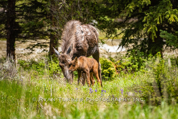 Momma Moose's Love