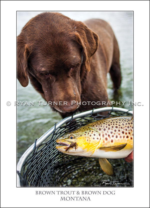 Brown Trout & Brown Dog - Notecard