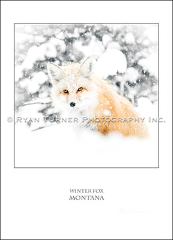 Winter Fox - Notecard