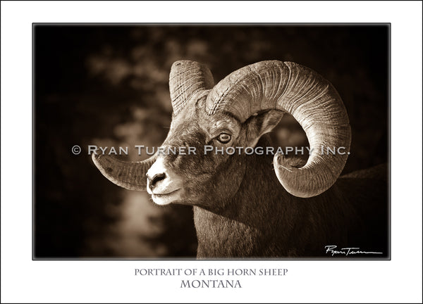 Portrait of a Big Horn Sheep - Notecard