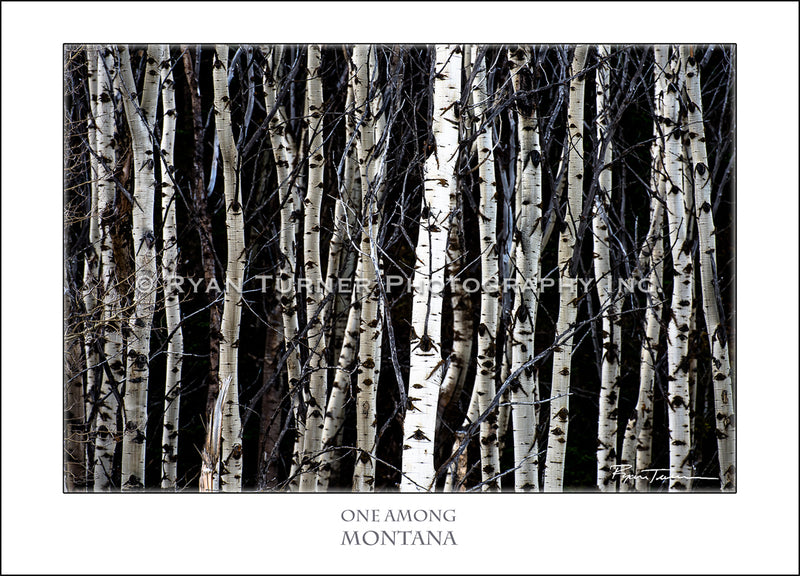One Among - Notecard