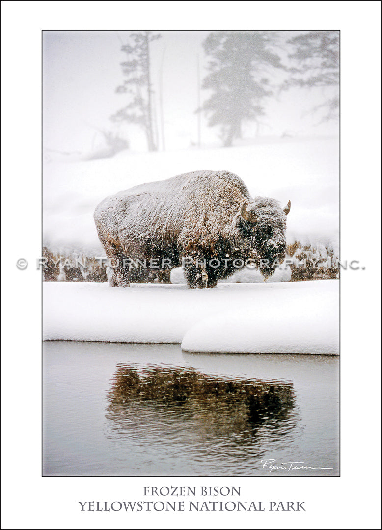 Frozen Bison - Notecard