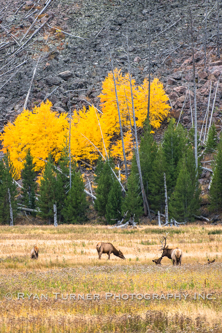 Yellowstone Elk Herd